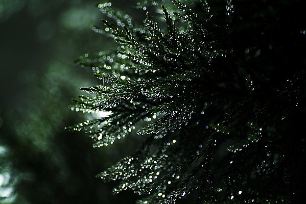 포토 JPG 주간 나무 식물 컬러 잎 자연 근접촬영 사람없음 야외 초록색 물방울 솔 소나무 국내포토 자연요소 뷰포인트 생태계 파일형식