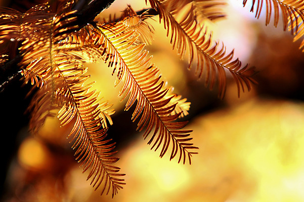 포토 JPG 주간 나무 식물 계절 컬러 잎 자연 사람없음 야외 노란색 가을 나뭇가지 국내포토 자연요소 생태계 파일형식