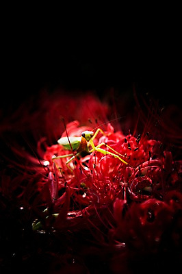 포토 JPG 식물 꽃 컬러 곤충 자연 근접촬영 사람없음 야외 빨간색 벌레 야간 사마귀 국내포토 자연요소 동물 뷰포인트 생태계 파일형식