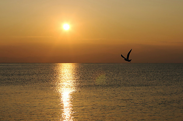 포토 JPG 주간 구름 한마리 바다 조류 하늘 사람없음 야외 태양 노을 국내포토 자연요소 동물 1 파일형식