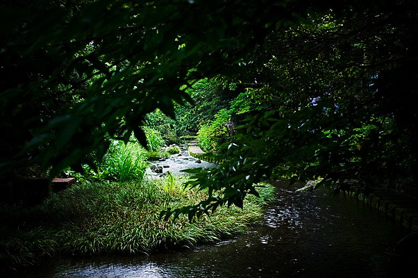 포토 JPG 주간 나무 식물 컬러 잎 자연 사람없음 야외 초록색 계곡 국내포토 자연요소 생태계 파일형식