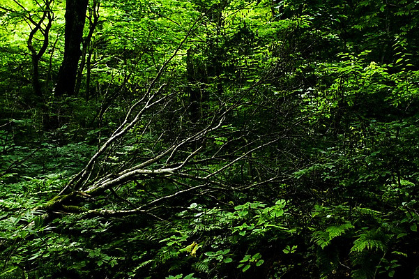 포토 JPG 주간 나무 식물 컬러 잎 자연 사람없음 야외 초록색 나뭇가지 숲 쓰러짐 국내포토 자연요소 모션 생태계 파일형식