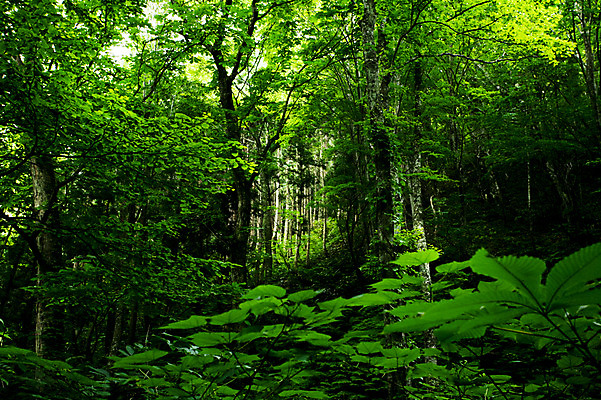 포토 JPG 주간 나무 식물 컬러 잎 자연 사람없음 야외 초록색 나뭇가지 숲 국내포토 자연요소 생태계 파일형식