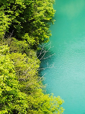 포토 JPG 주간 나무 식물 컬러 잎 자연 사람없음 야외 초록색 물 강 나뭇가지 국내포토 자연요소 생태계 파일형식