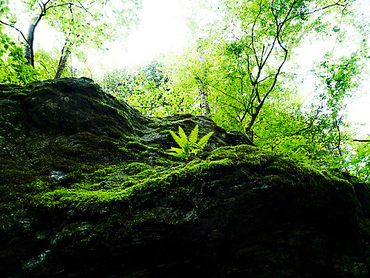 포토 JPG 주간 나무 식물 잎 자연 이끼 사람없음 야외 돌_바위 바위 나뭇가지 풀 국내포토 자연요소 생태계 파일형식