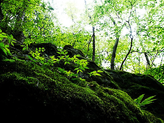 포토 JPG 주간 나무 식물 컬러 잎 자연 이끼 사람없음 야외 초록색 돌_바위 바위 나뭇가지 풀 국내포토 자연요소 생태계 파일형식