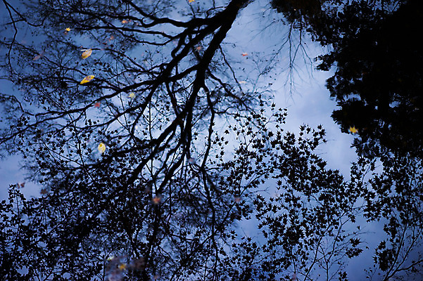 포토 JPG 주간 나무 식물 낙엽 자연 하늘 사람없음 야외 어둠 나뭇가지 떨어짐 국내포토 자연요소 컨셉 잎 생태계 파일형식