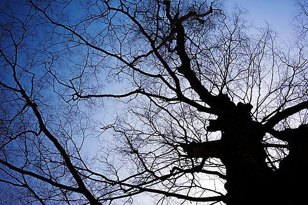 포토 JPG 주간 나무 식물 자연 하늘 사람없음 야외 어둠 나뭇가지 국내포토 자연요소 생태계 파일형식