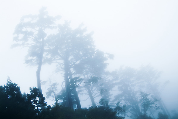 포토 JPG 주간 나무 식물 잎 자연 사람없음 야외 안개 나뭇가지 흐림 국내포토 자연요소 날씨 생태계 파일형식