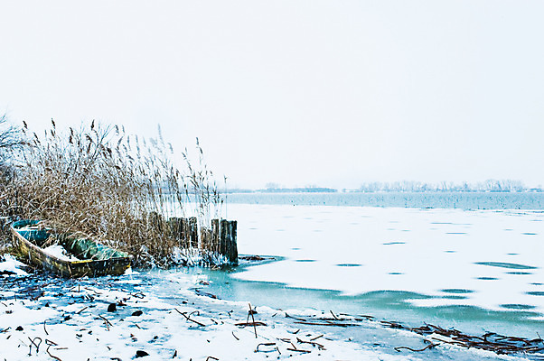 포토 JPG 주간 식물 계절 겨울 자연 하늘 풍경 사람없음 야외 일본 눈 국내포토 자연요소 아시아 날씨 생태계 파일형식