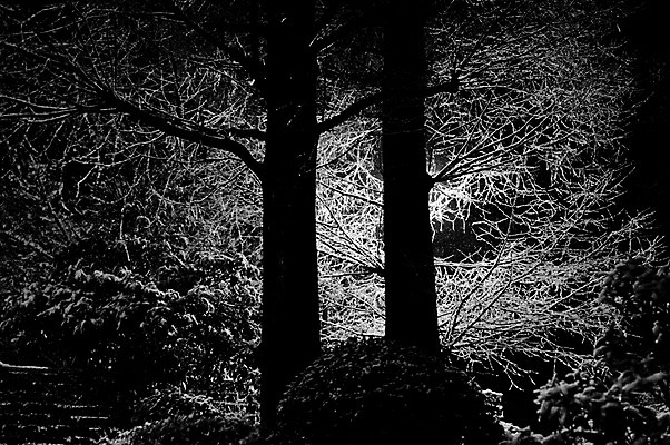 포토 JPG 나무 식물 흑백 사람없음 야외 두그루 국내포토 2 촬영기법 파일형식