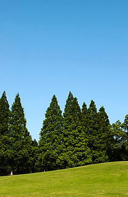 포토 JPG 주간 나무 식물 컬러 잎 자연 하늘 잔디 초원 사람없음 야외 초록색 국내포토 자연요소 생태계 파일형식