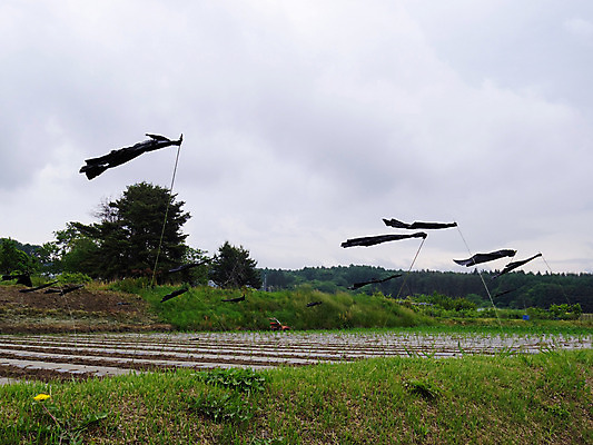 포토 JPG 주간 나무 식물 구름 자연 하늘 바람 풍경 사람없음 야외 깃발 논밭 국내포토 자연요소 밭 날씨 논 생태계 파일형식