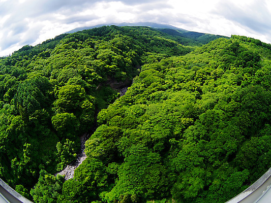 포토 JPG 주간 나무 식물 컬러 자연 하늘 풍경 사람없음 야외 초록색 국내포토 자연요소 생태계 파일형식