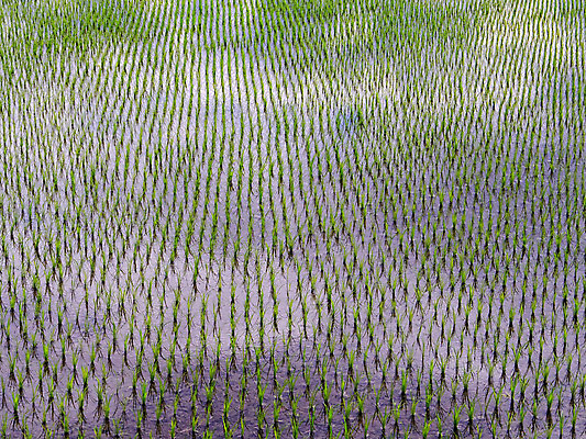 포토 JPG 주간 자연 논 풍경 사람없음 야외 농경지 모내기 국내포토 자연요소 농업 농장 생태계 파일형식