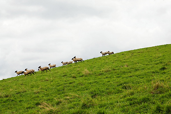 포토 JPG 주간 동물 육지동물 야생동물 여러마리 포유류 초원 사람없음 야외 양 언덕 국내포토 자연요소 다수 파일형식