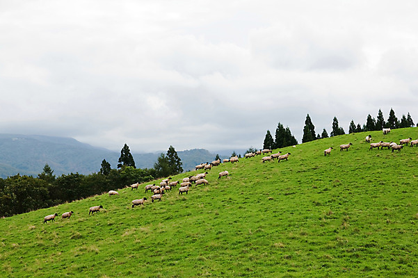 포토 JPG 주간 나무 동물 육지동물 야생동물 여러마리 포유류 초원 사람없음 야외 양 언덕 국내포토 자연요소 식물 다수 파일형식