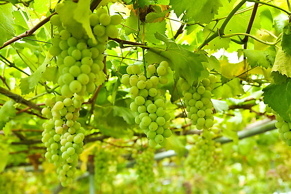 포토 JPG 주간 식물 잎 과일 포도 사람없음 야외 여러개 청포도 국내포토 자연요소 다수 파일형식