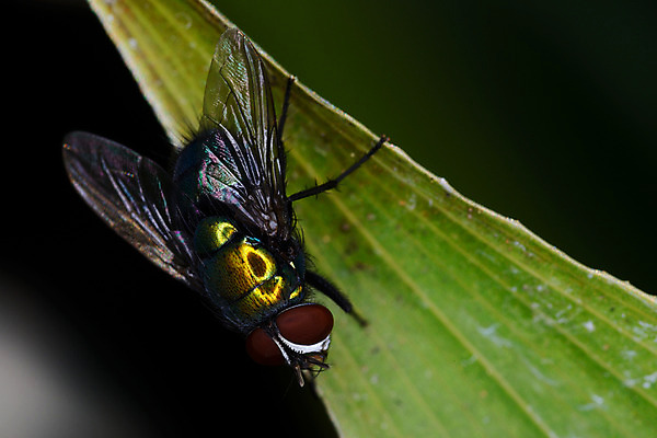 포토 JPG 주간 식물 한마리 곤충 절지류 자연 나뭇잎 근접촬영 사람없음 야외 벌레 파리_프랑스 파리_곤충 국내포토 자연요소 동물 1 뷰포인트 잎 프랑스 생태계 파일형식