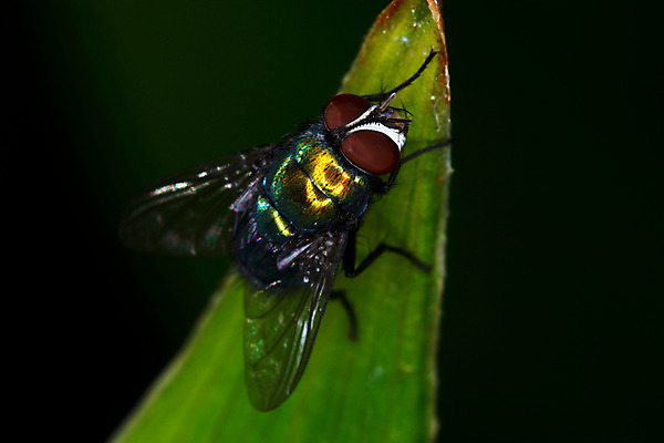 포토 JPG 주간 식물 한마리 곤충 절지류 자연 나뭇잎 근접촬영 사람없음 야외 벌레 파리_프랑스 파리_곤충 국내포토 자연요소 동물 1 뷰포인트 잎 프랑스 생태계 파일형식