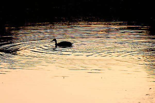 포토 JPG 주간 한마리 호수 자연 오리 풍경 사람없음 야외 물 수면 국내포토 자연요소 1 조류 생태계 파일형식