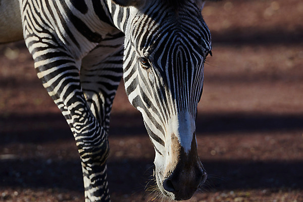 포토 JPG 주간 동물 한마리 육지동물 야생동물 포유류 사람없음 야외 달리기 얼룩말 국내포토 자연요소 1 모션 말_동물 파일형식
