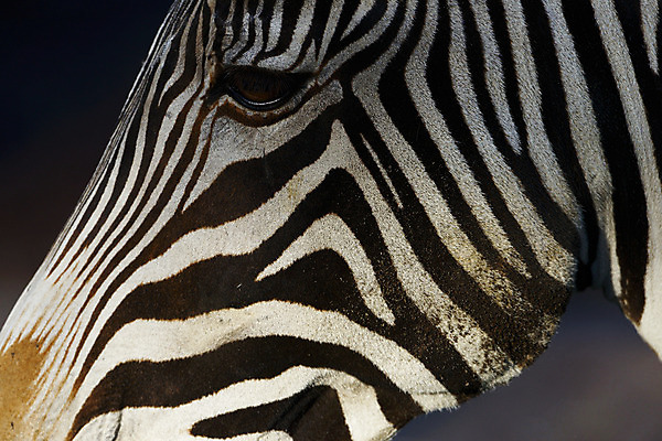 포토 JPG 주간 동물 한마리 육지동물 야생동물 포유류 사람없음 야외 얼룩말 안구 국내포토 자연요소 1 신체부위 말_동물 파일형식