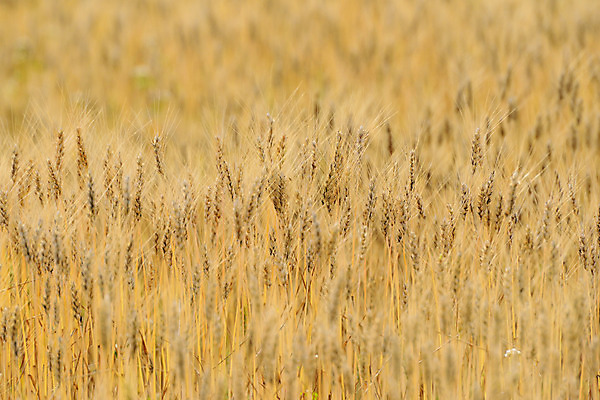 포토 JPG 주간 식물 자연 곡류 논 사람없음 야외 벼 국내포토 자연요소 농업 생태계 파일형식