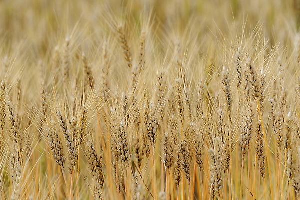 포토 JPG 주간 식물 잎 자연 곡류 사람없음 야외 벼 이삭 국내포토 자연요소 생태계 파일형식