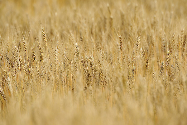 포토 JPG 주간 식물 잎 자연 곡류 사람없음 야외 벼 이삭 국내포토 자연요소 생태계 파일형식