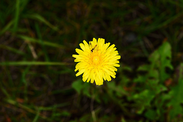 포토 JPG 주간 식물 꽃 컬러 곤충 한송이 자연 사람없음 야외 노란색 벌레 민들레 벌 국내포토 자연요소 동물 1 생태계 송이 파일형식