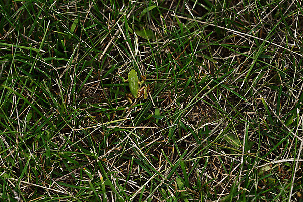 포토 JPG 주간 동물 한마리 육지동물 야생동물 파충류 개구리 잔디 사람없음 야외 국내포토 자연요소 식물 1 양서류 파일형식