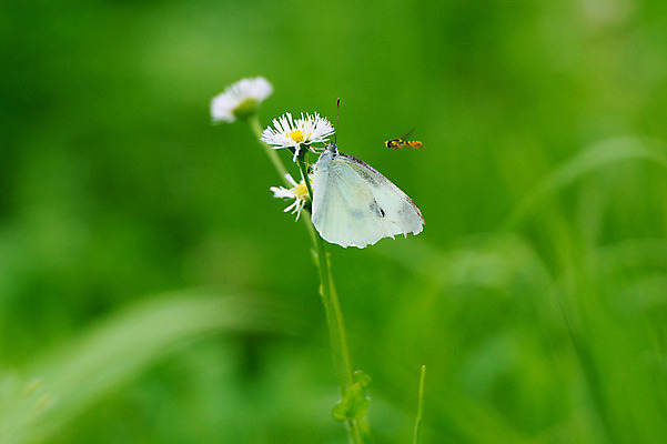 포토 JPG 주간 식물 꽃 나비 곤충 두마리 절지류 자연 근접촬영 사람없음 야외 아웃포커스 풀 벌레 벌 국내포토 자연요소 동물 뷰포인트 2 촬영기법 생태계 파일형식