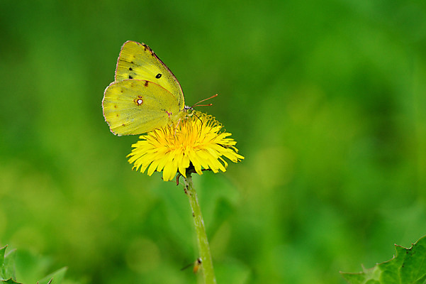 포토 JPG 주간 식물 한마리 꽃 나비 곤충 절지류 자연 근접촬영 사람없음 야외 벌레 국내포토 자연요소 동물 1 뷰포인트 생태계 파일형식