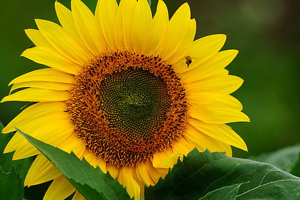 포토 JPG 주간 식물 꽃 컬러 곤충 잎 한송이 자연 해바라기 사람없음 야외 노란색 벌레 벌 국내포토 자연요소 동물 1 생태계 송이 파일형식