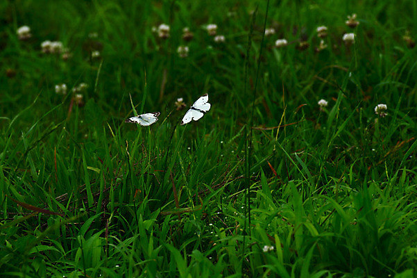 포토 JPG 주간 식물 꽃 나비 곤충 잎 두마리 절지류 자연 근접촬영 초원 사람없음 야외 풀 벌레 국내포토 자연요소 동물 뷰포인트 2 생태계 파일형식