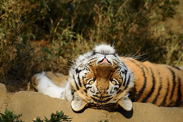 포토 JPG 주간 동물 한마리 육지동물 야생동물 포유류 사람없음 야외 호랑이 국내포토 자연요소 1 파일형식