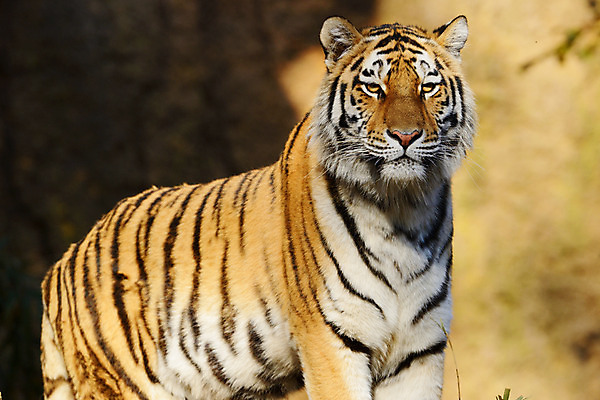 포토 JPG 주간 동물 한마리 육지동물 야생동물 포유류 사람없음 야외 호랑이 국내포토 자연요소 1 파일형식