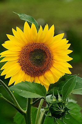 포토 JPG 주간 식물 꽃 컬러 잎 한송이 자연 해바라기 근접촬영 사람없음 야외 노란색 국내포토 자연요소 1 뷰포인트 생태계 송이 파일형식