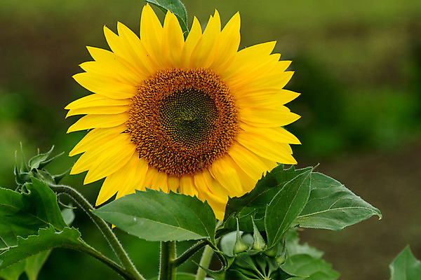 포토 JPG 주간 식물 꽃 컬러 잎 한송이 자연 해바라기 근접촬영 사람없음 야외 노란색 국내포토 자연요소 1 뷰포인트 생태계 송이 파일형식