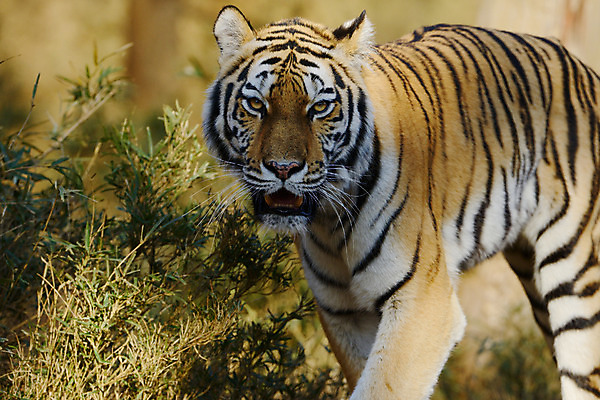 포토 JPG 주간 동물 한마리 육지동물 야생동물 포유류 사람없음 야외 호랑이 국내포토 자연요소 1 파일형식