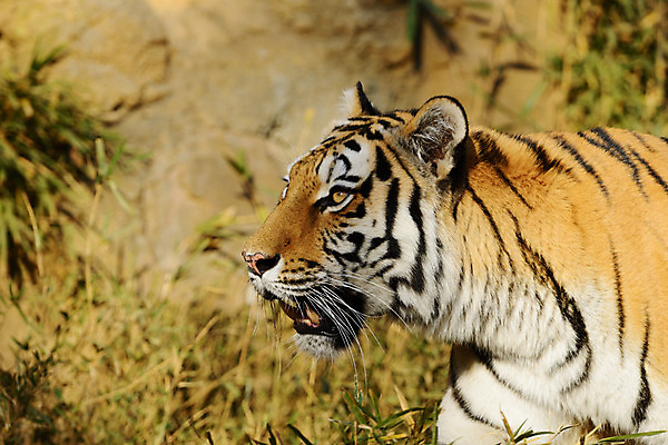 포토 JPG 주간 동물 한마리 육지동물 야생동물 포유류 사람없음 야외 호랑이 국내포토 자연요소 1 파일형식