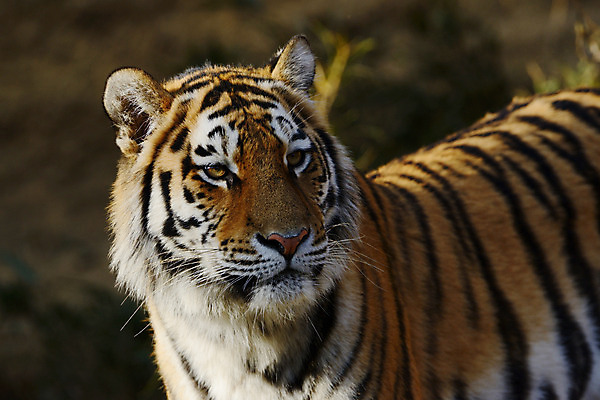 포토 JPG 주간 동물 한마리 육지동물 야생동물 포유류 사람없음 야외 호랑이 국내포토 자연요소 1 파일형식