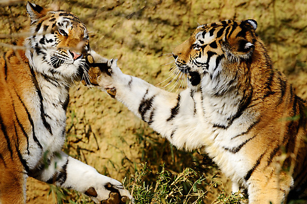 포토 JPG 주간 동물 육지동물 야생동물 두마리 포유류 사람없음 야외 호랑이 싸움 국내포토 자연요소 2 모션 파일형식