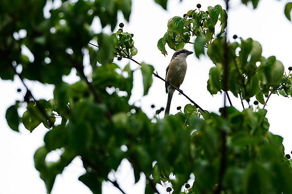 포토 JPG 주간 나무 식물 잎 자연 조류 사람없음 야외 나뭇가지 국내포토 자연요소 동물 생태계 파일형식