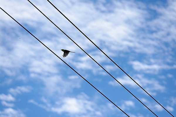 포토 JPG 주간 구름 한마리 조류 하늘 사람없음 야외 전선 비행 국내포토 자연요소 동물 1 파일형식