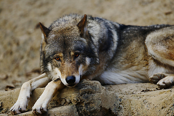 포토 JPG 주간 동물 한마리 육지동물 야생동물 엎드리기 포유류 사람없음 야외 늑대 국내포토 자연요소 1 모션 파일형식