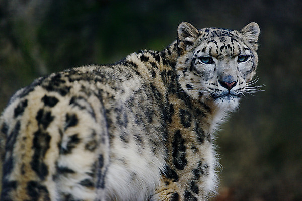 포토 JPG 주간 동물 한마리 육지동물 야생동물 포유류 사람없음 야외 표범 국내포토 자연요소 1 파일형식
