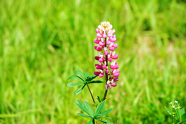 포토 JPG 주간 식물 꽃 분홍색 잎 자연 초원 사람없음 야외 풀 금낭화 국내포토 자연요소 컬러 생태계 파일형식