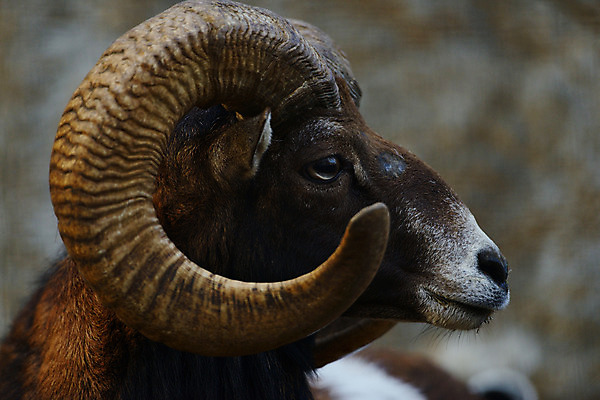 포토 JPG 주간 동물 한마리 육지동물 야생동물 포유류 뿔 사람없음 야외 산양 국내포토 자연요소 1 양 멸종위기동물 파일형식